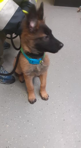 Vrachtwagenchauffeur vindt vastgebonden puppy langs A2 bij Weert