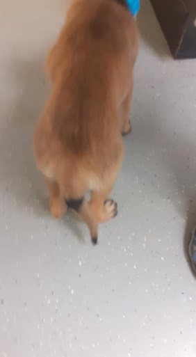 Vrachtwagenchauffeur vindt vastgebonden puppy langs A2 bij Weert
