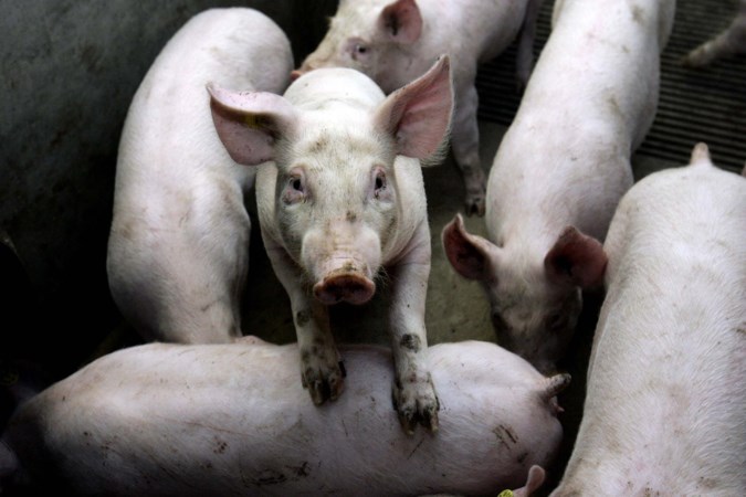 Varkenshouders willen massaal stoppen