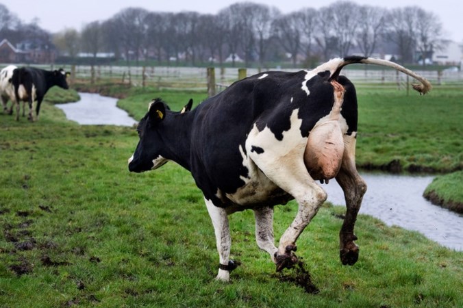 Voor miljoenen fosfaatrechten weggegeven voor ‘illegale’ koeien