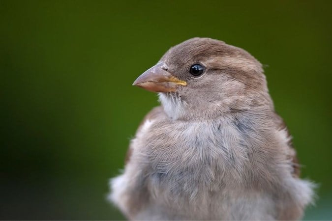 Dit zijn de meest voorkomende vogels in jouw tuin