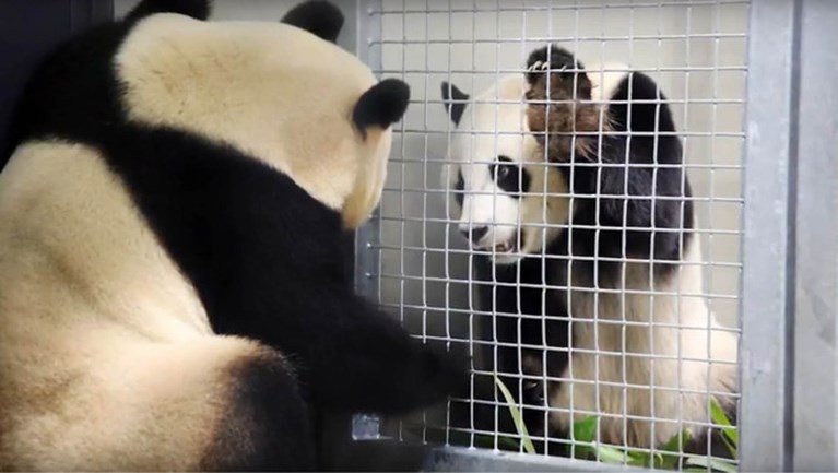 Eindelijk! Reuzenpanda’s in Ouwehands DierenPark hebben ‘het’ gedaan