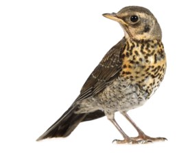 Wie Is Wie In De Tuin Tien Vogels Die Graag Op Bezoek Komen De
