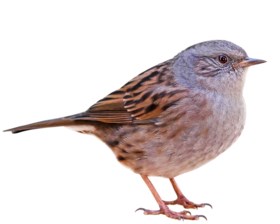 Wie Is Wie In De Tuin Tien Vogels Die Graag Op Bezoek Komen De Limburger Mobile