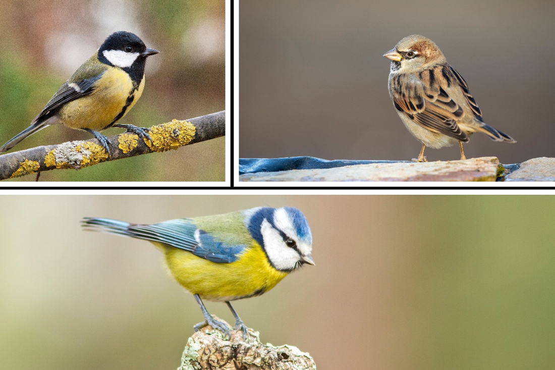 Deze tuinvogels werden dit weekend in Limburg het meest aang... - De