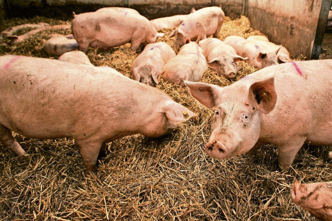 Veel Limburgse varkensboeren zijn het helemaal zat - De Limburger
