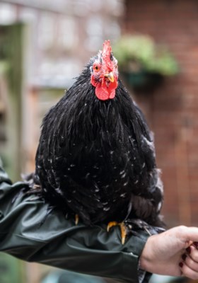Stadshaan Tofu uit Roermond gaat elke avond in zijn mandje de kelder in