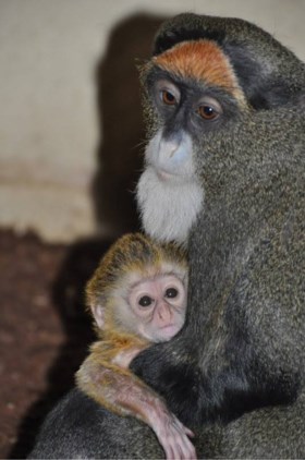 Bijzondere geboorte in ZooParc Overloon: een kleine Brazzameerkat
