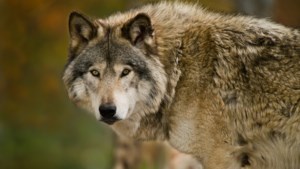 Onderzoek naar mogelijke aanval wolf op schapen in Bergen