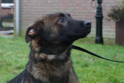 Dier Van De Week Pup De Limburger Mobile