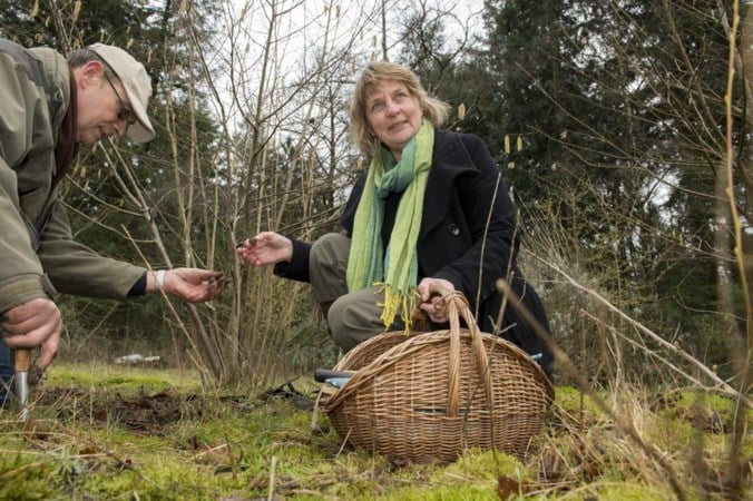 Limburgse truffel is in aantocht