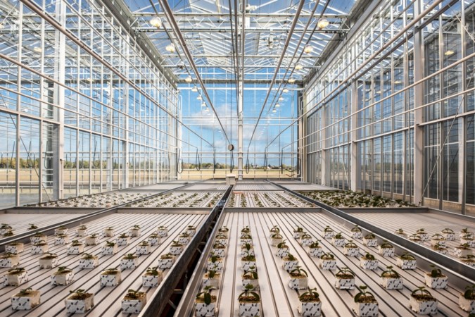 Nunhems blijkt lucratieve winstpakker voor BASF