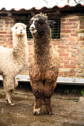 Alpaca Bickel uit Sweikhuizen gaat meedoen aan zijn eerste show