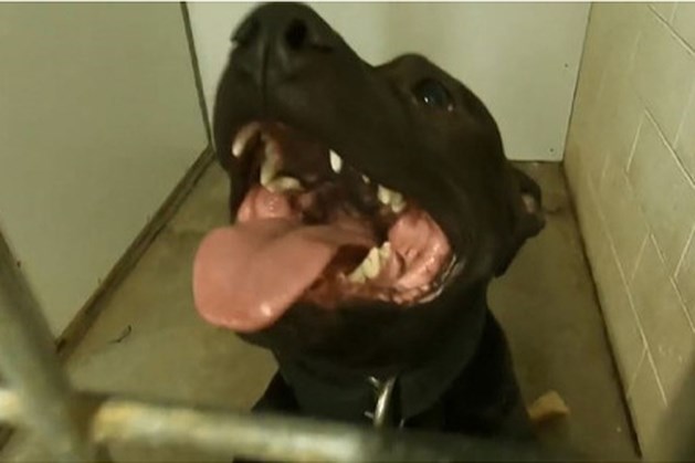 Door Honden Verscheurde Franse Vrouw Zou Zijn Doodgebeten De Limburger
