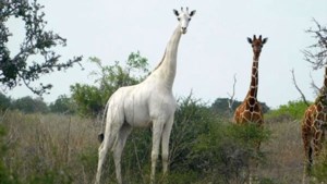 Zeer zeldzame witte giraf en haar jong gedood door stropers in Kenia