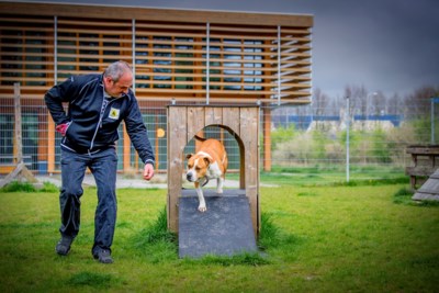 Dierenasiel Screent Extra Zorgvuldig Bezoek Op Afspraak De Limburger Mobile