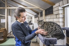 Dierenasiel screent extra zorgvuldig: bezoek op afspraak