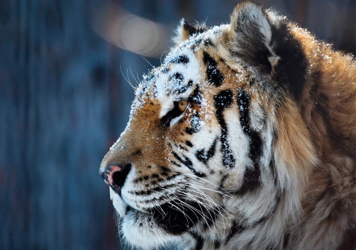Zuster Anima uit Nederweert vond in Siberië een nieuwe familie