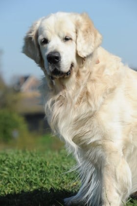 Golden retriever Bink uit Herten leidt puppies op tot geleidehond