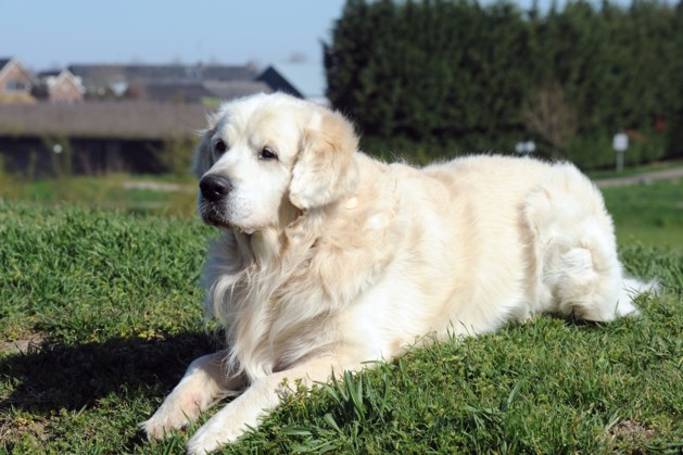 Golden retriever Bink uit Herten leidt puppies op tot geleidehond