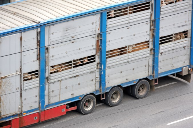 Zorgen om dierenwelzijn bij veetransporten door oponthoud aan grenzen vanwege corona