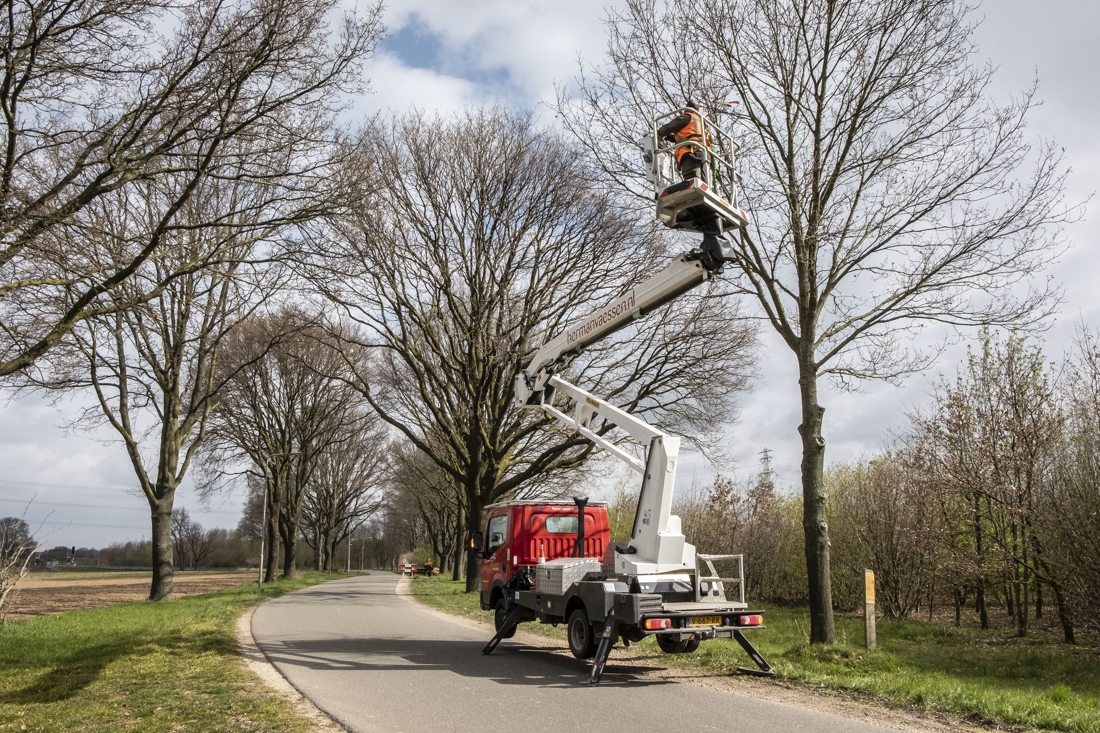 De strijd tegen de eikenprocessierups gaat weer beginnen - De Limburger