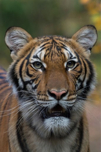 Tijger in dierentuin New York test positief op coronavirus