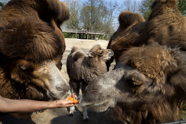 Borns dierenpark in nood geeft sympathisanten de kans via aandelen dieren te adopteren