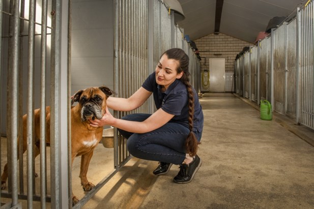 Ware Run Op Dierenasiels Zo N Knuffel Dat Zorgt Voor Gelu De Limburger Mobile