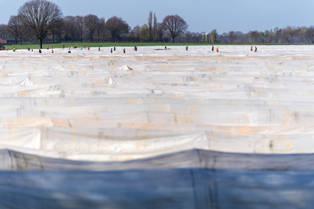 Asperges steken op een sneeuwwit laken - De Limburger