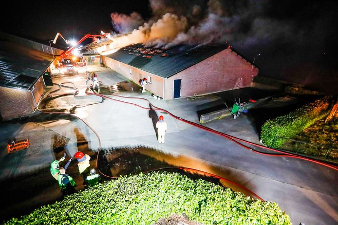 In een varkensstal in het buitengebied van Lierop heeft donderdagnacht een zeer grote brand gewoed. .