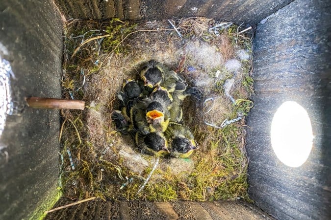 Foto van de Week: Broedsel in de achtertuin
