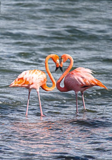 Na vijftien jaar onthaasten op Bonaire, komen Jo en Dymphie Bux terug naar Sittard