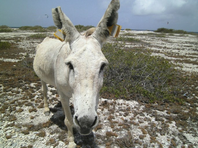 Na vijftien jaar onthaasten op Bonaire, komen Jo en Dymphie Bux terug naar Sittard
