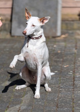 Vergeten honden: Spaanse Noah krijgt een tweede leven in Schinveld