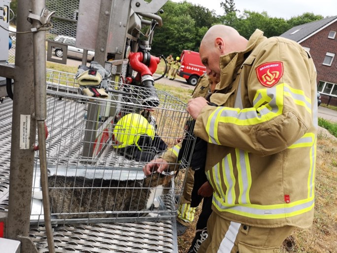 Brandweer redt kat uit kantelraam
