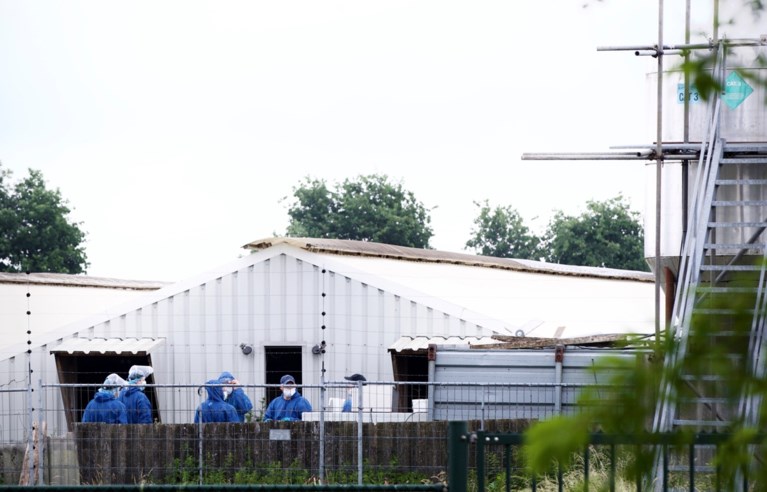 Ruiming van 40.000 nertsen bij nertsenfokkerij in Ysselsteyn begonnen