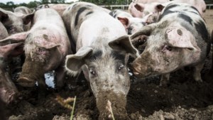 Rijk koopt ruim vierhonderd varkensboeren uit