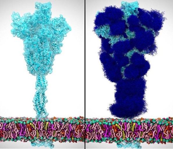 Coronavirus camoufleert zich met suikerlaagje, maar er zitten gaten in zijn schild