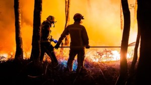 Staatsbosbeheer vermoedt dat grootste natuurbrand van Nederland is aangestoken en doet aangifte