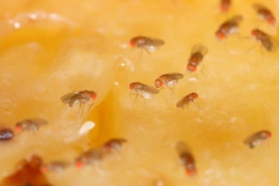 Zo houd je fruitvliegjes en andere beestjes buiten de deur