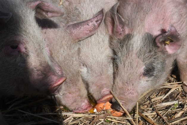 'Illegale' varkens uit weiland in Vaals verwijderd - De Limburger