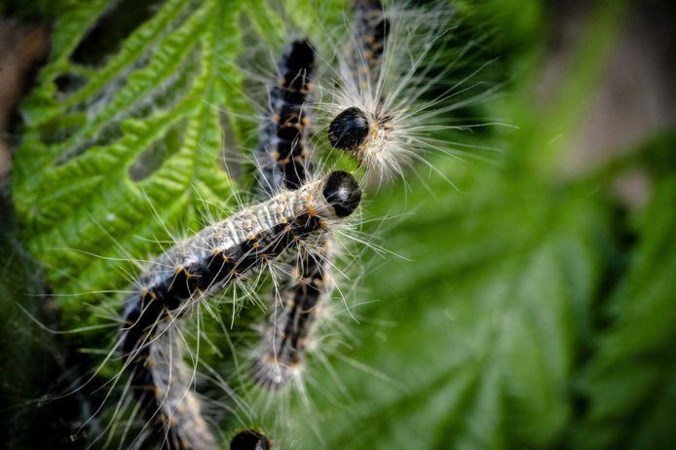 Hoera, de gevreesde ‘horrorzomer’ door de jeukrups blijft uit! Maar hoe kan dat?