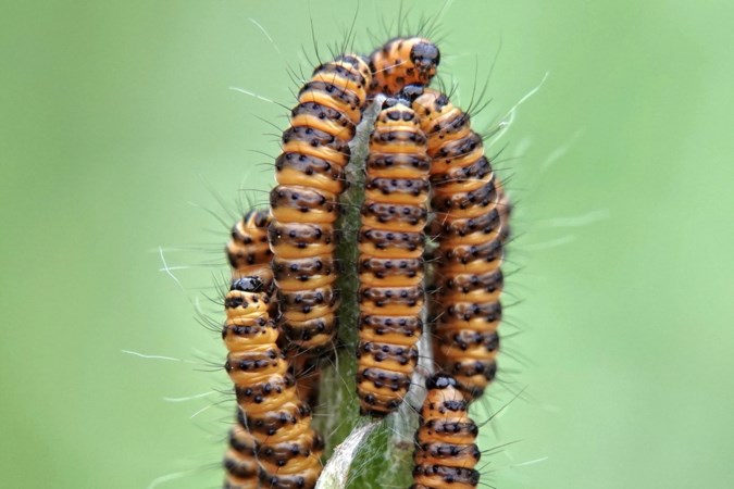 Mens en Natuur: geschapen voor één doel in het leven: vreten, vreten, vreten...