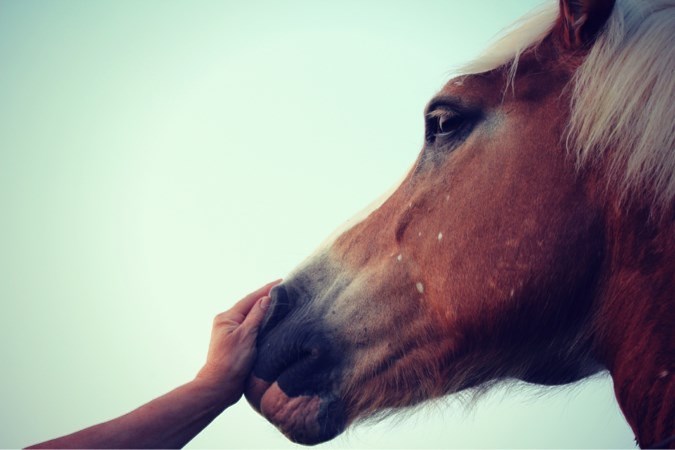 Man met ontbloot bovenlichaam valt paarden lastig in Midden-Limburg