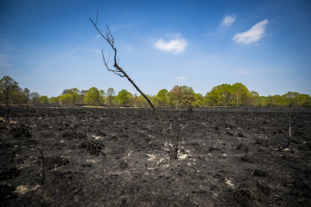 Herstel bossen in de Meinweg na grote brand