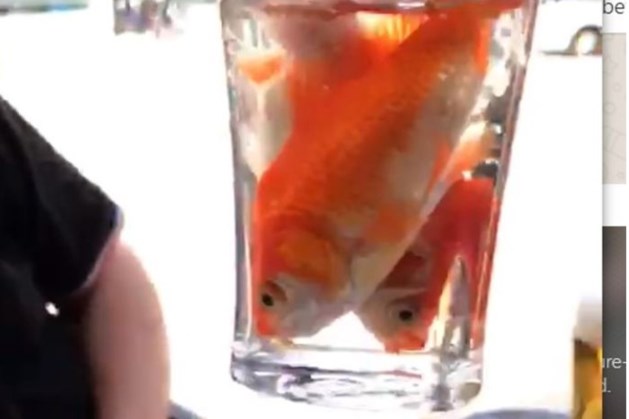 Caféverbod voor man die op terras glas goudvissen opdrinkt: ‘Ik walg hiervan’