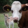 Zelfs de koeien zijn dol op de eenzame ‘Bambi van Geulle’ 