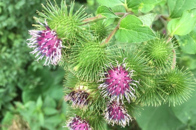 Mens & Natuur: over klittenband en haargroeimiddelen, rechtstreeks uit de natuur