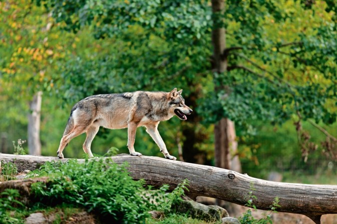 Bang voor de wolf? Hij is veel banger voor ons